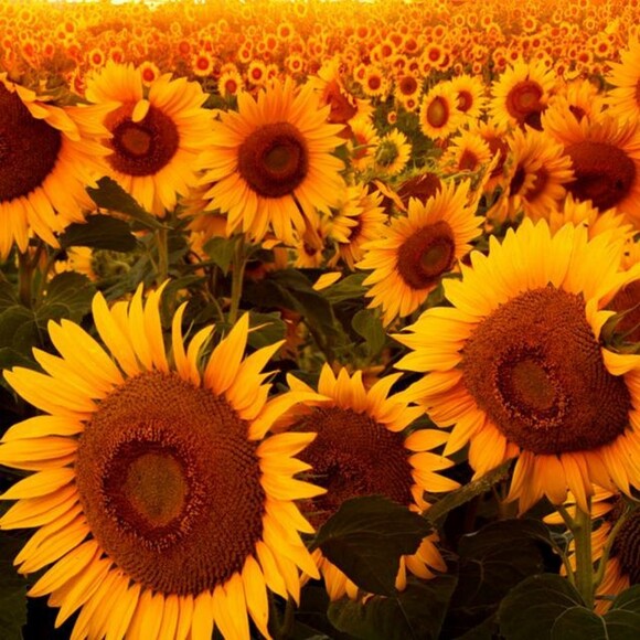 sunflowers84